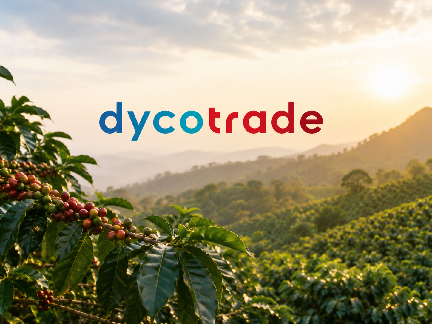 Afbeelding DycoTrade koffieplantage